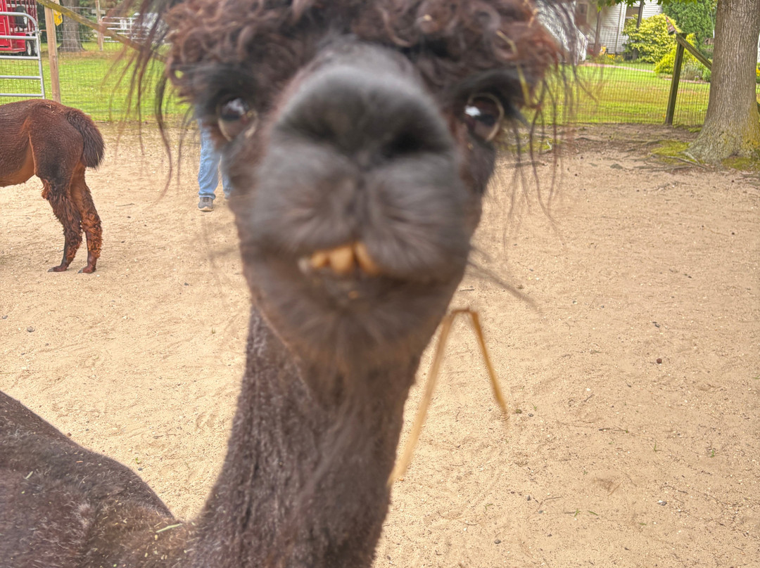 Jersey Shore Alpacas-开普梅必去景点