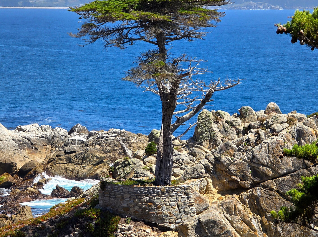 Lone Cypress-圆石滩必去景点