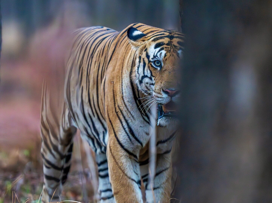 Eriline Resorts主图