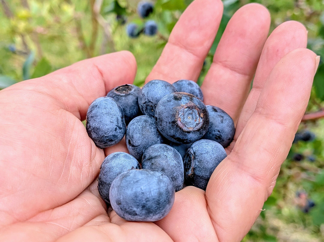 Red Dog Ridge Farms-Rogersville必去景点