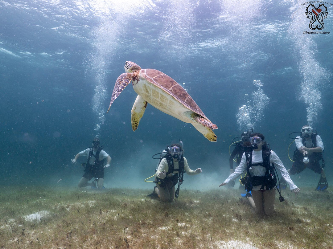 Valentine's Dive Center-哈勃岛必去景点