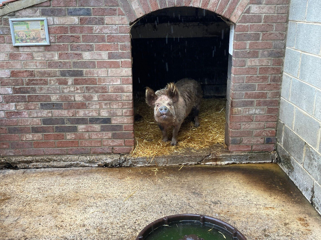 Big Sheep & Little Cow-Bedale必去景点