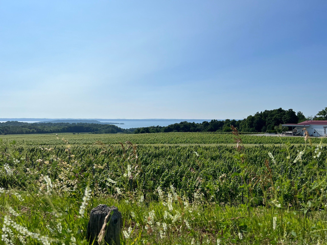 Mari Vineyards-特拉弗斯城必去景点