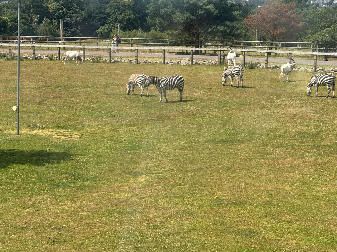 Fota Wildlife Park-Carrigtwohill必去景点