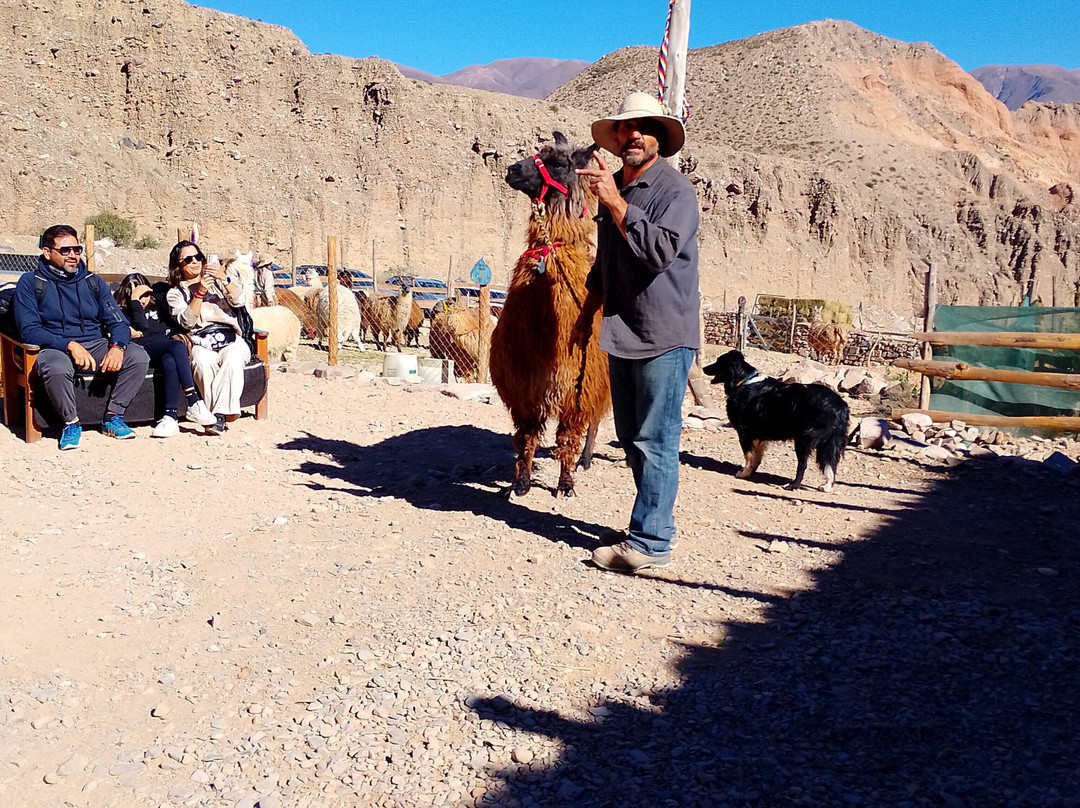 Caravana de Llamas-蒂尔卡拉必去景点