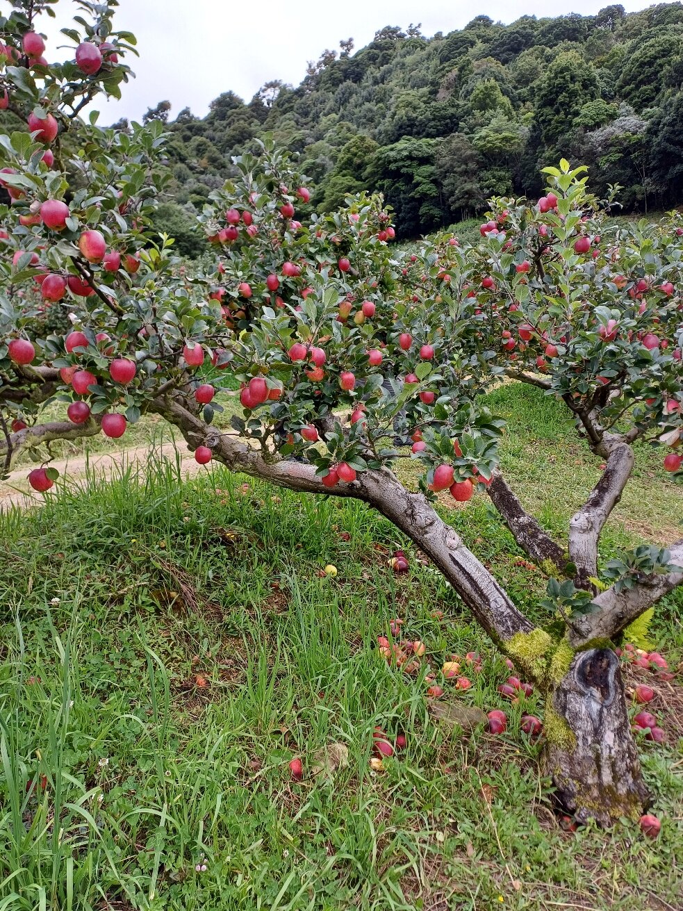 Savegre Hotel Natural Reserve & Spa-官方