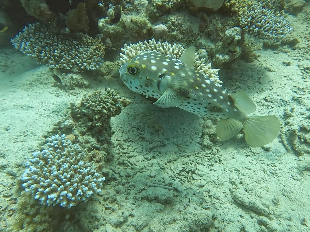 Extra Divers Makadi Bay-马卡迪湾必去景点