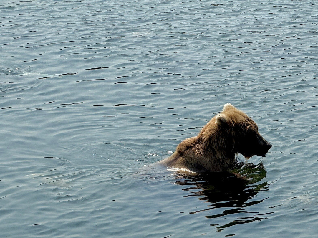 Brooks River-卡特迈国家公园及自然保护区必去景点