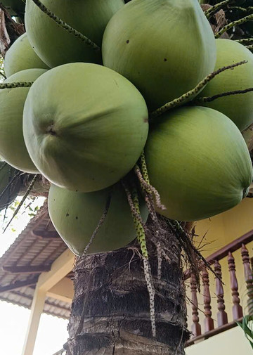 Herbal Village Limited Company