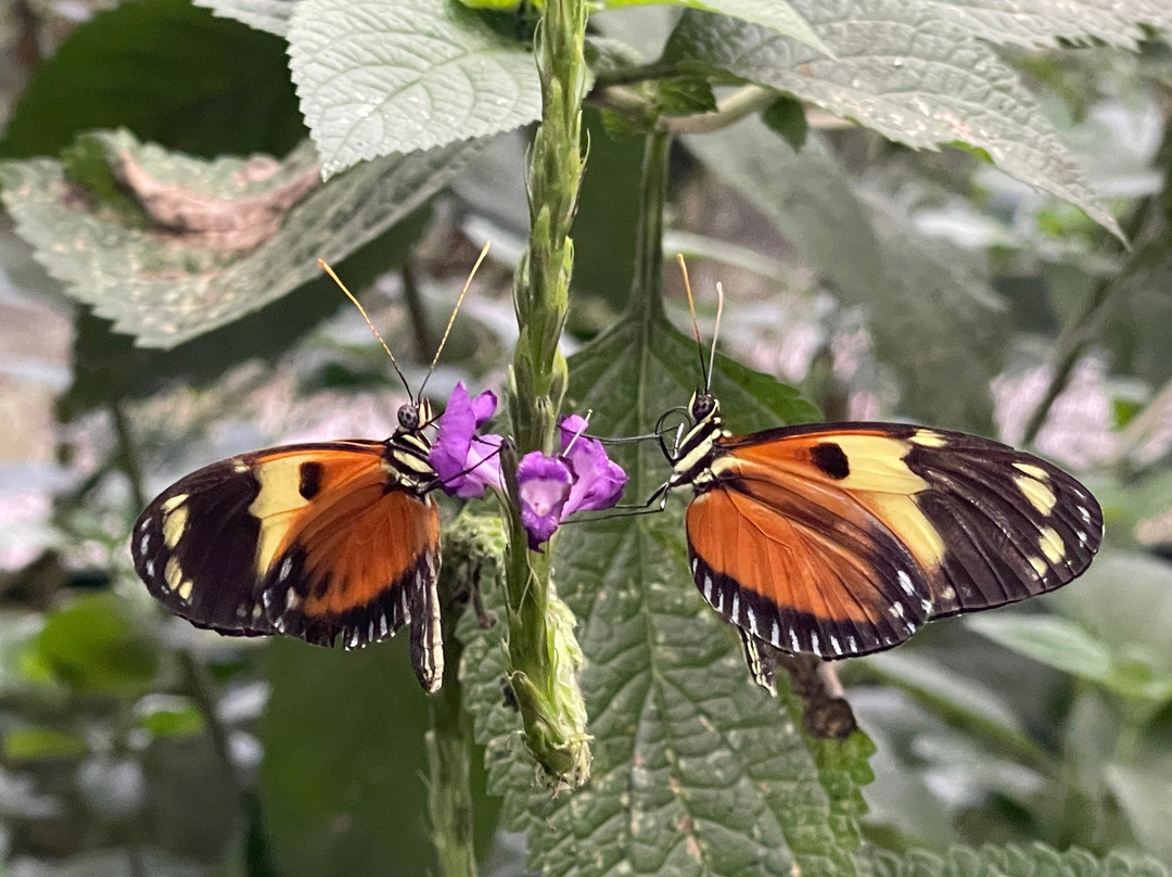 El Jardin de las Mariposas-San Miguel de los Bancos必去景点