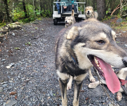 Seavey's IdidaRide Sled Dog Tours-苏厄德必去景点