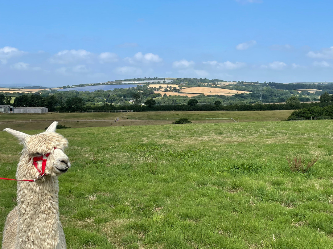 Popham Farm Alpaca Trekking-索尔塔什必去景点