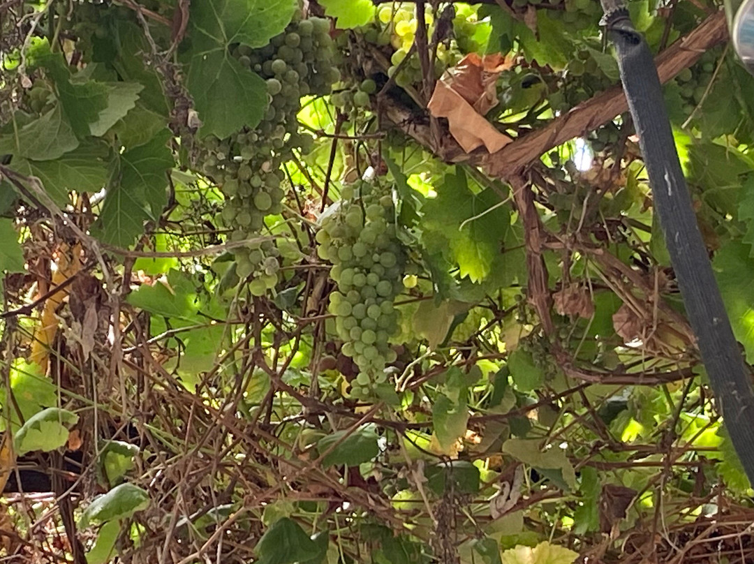 Villa Catalana Cellars-Oregon City必去景点