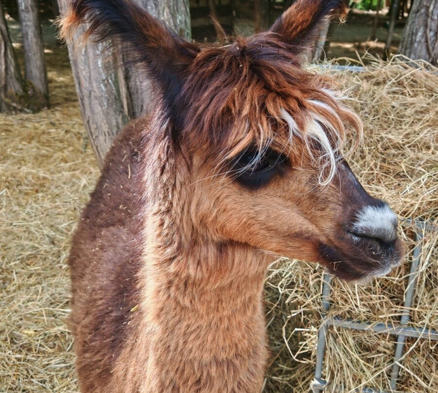 La Ferme Du Facteur Enchantée-Hauterives必去景点