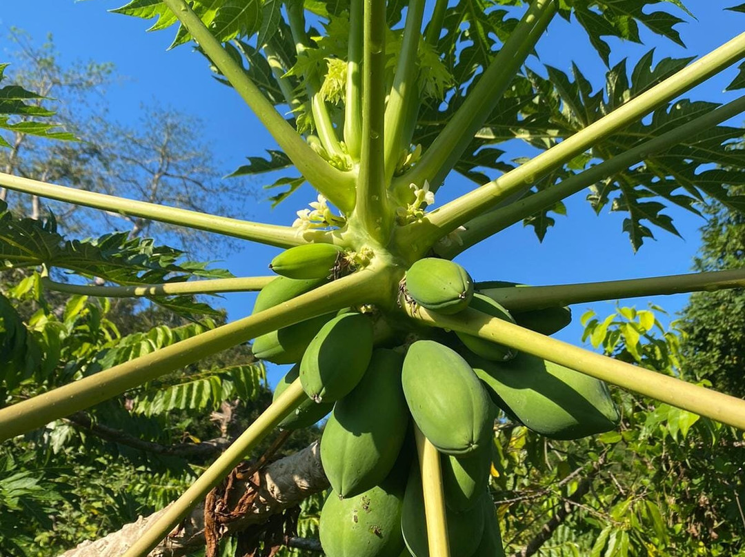 Parfum d’Ylang-Andranobe必去景点