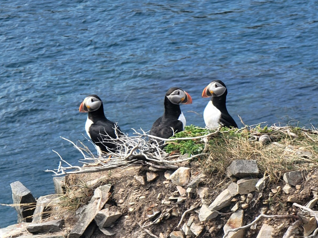 Spillars Cove - The Chimney-Bonavista必去景点