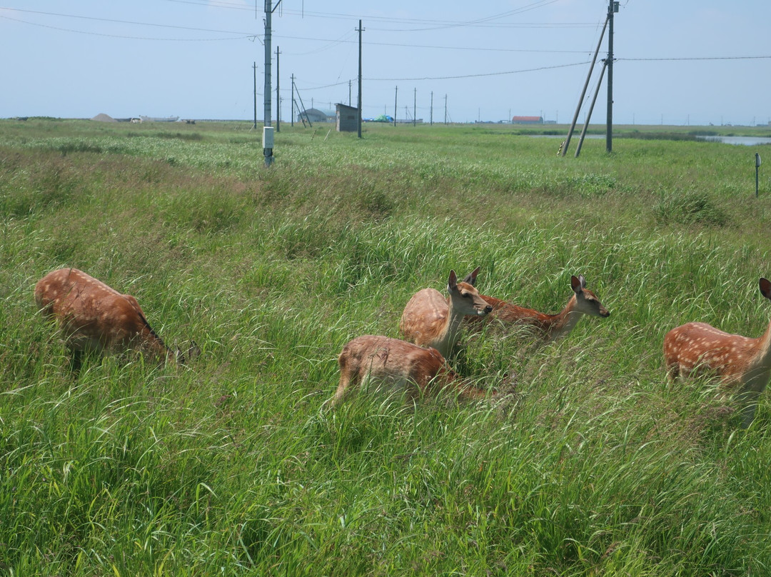 Notsukesaki Lighthouse-别海町必去景点