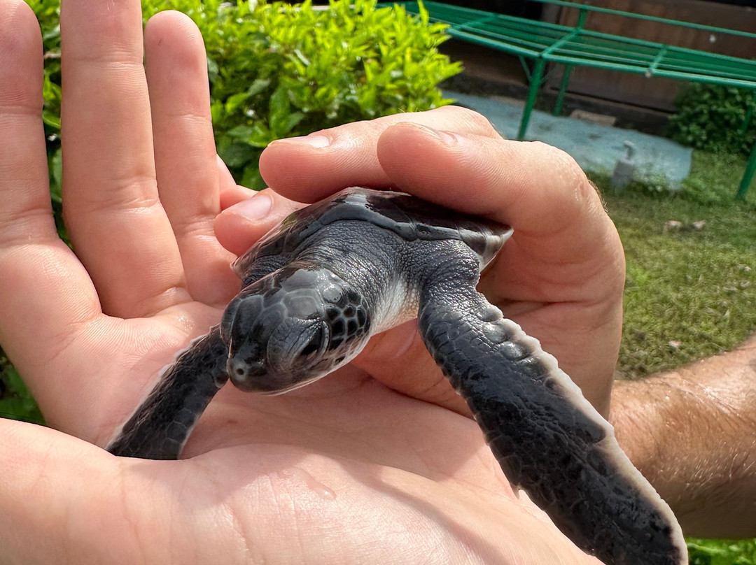 Pemuteran Taxi Bali Tour-佩母德兰必去景点