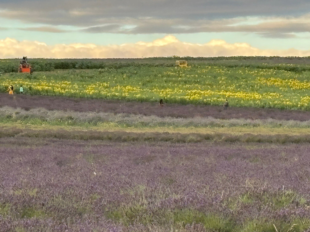 Hitchin Lavender-Ickleford必去景点