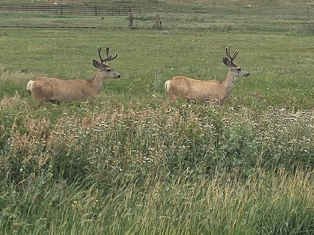 Terry Bison Ranch Resort-夏延必去景点