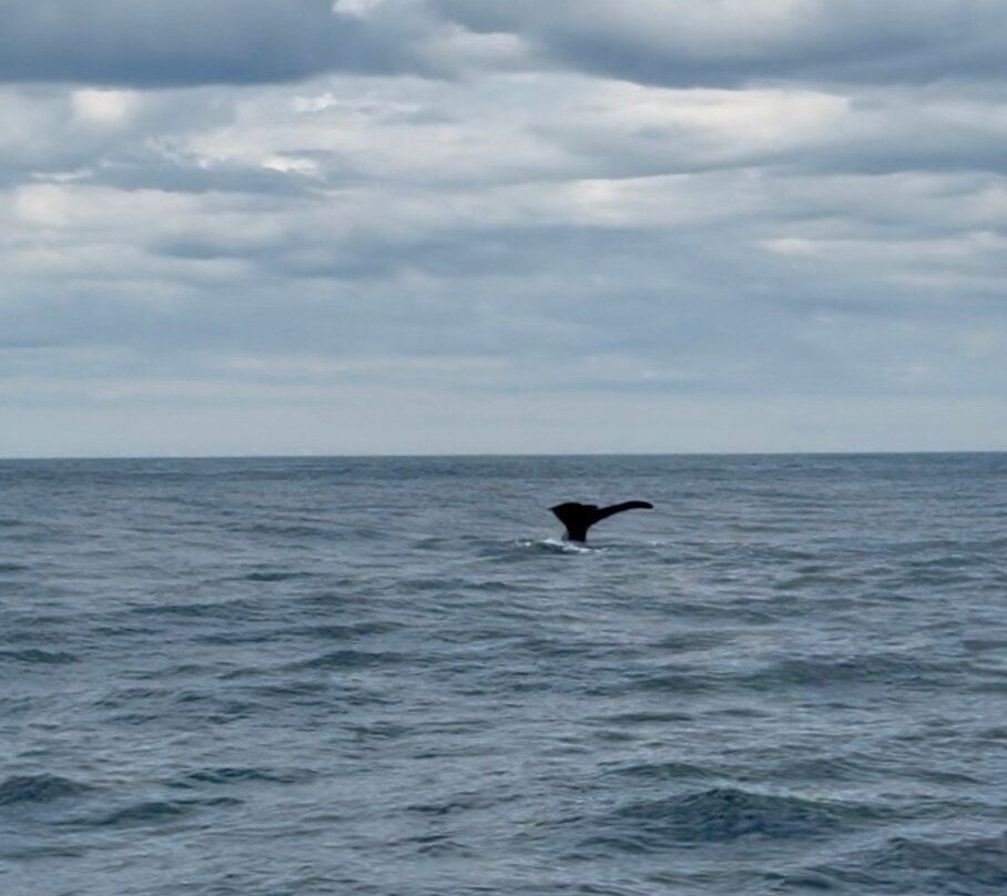 Whale2Sea-Andenes必去景点