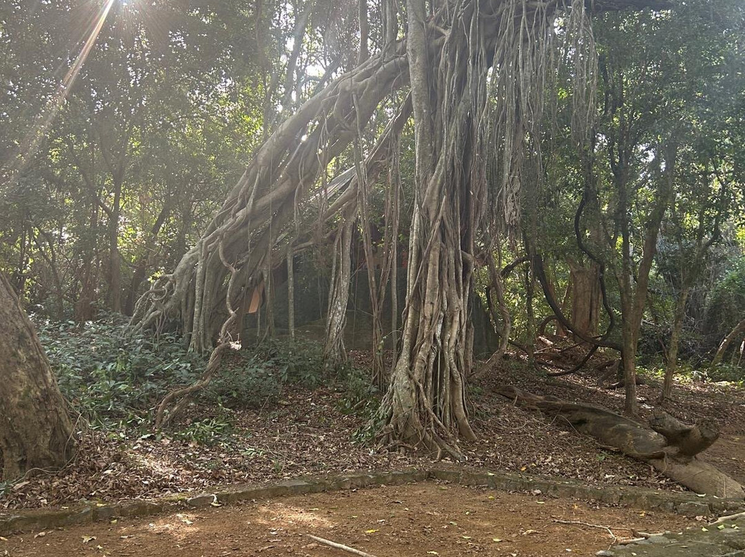 Wasgamuwa National Park-波隆纳鲁瓦必去景点