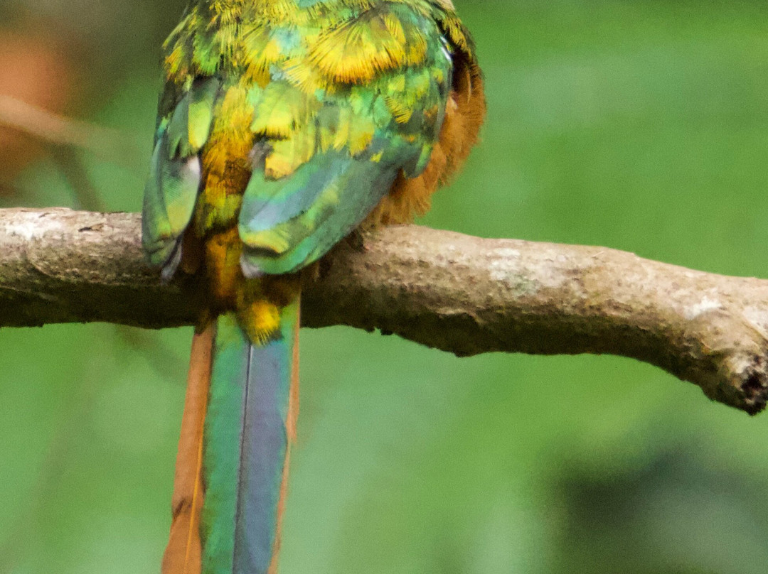 Unique Tours Tobago -Tours-斯卡伯勒必去景点