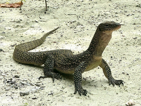 Raja Ampat Biz-索龙必去景点