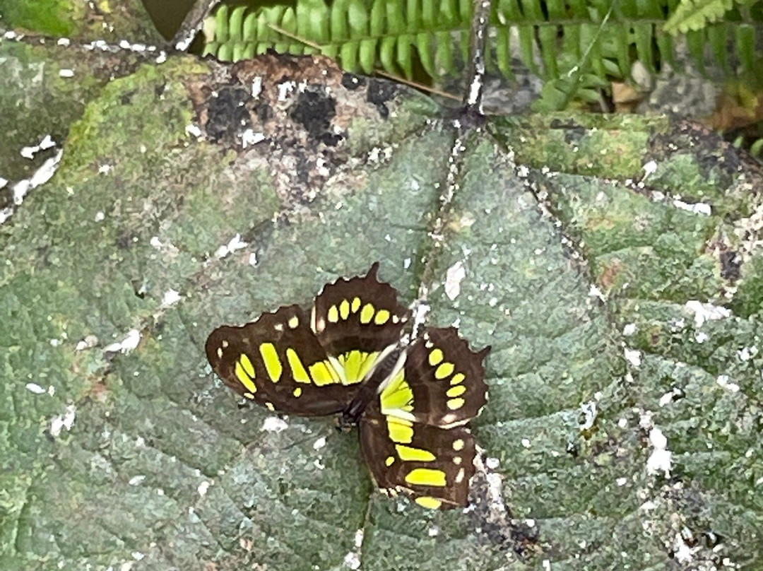 Schmetterlingspark Fehmarn-Burg auf Fehmarn必去景点