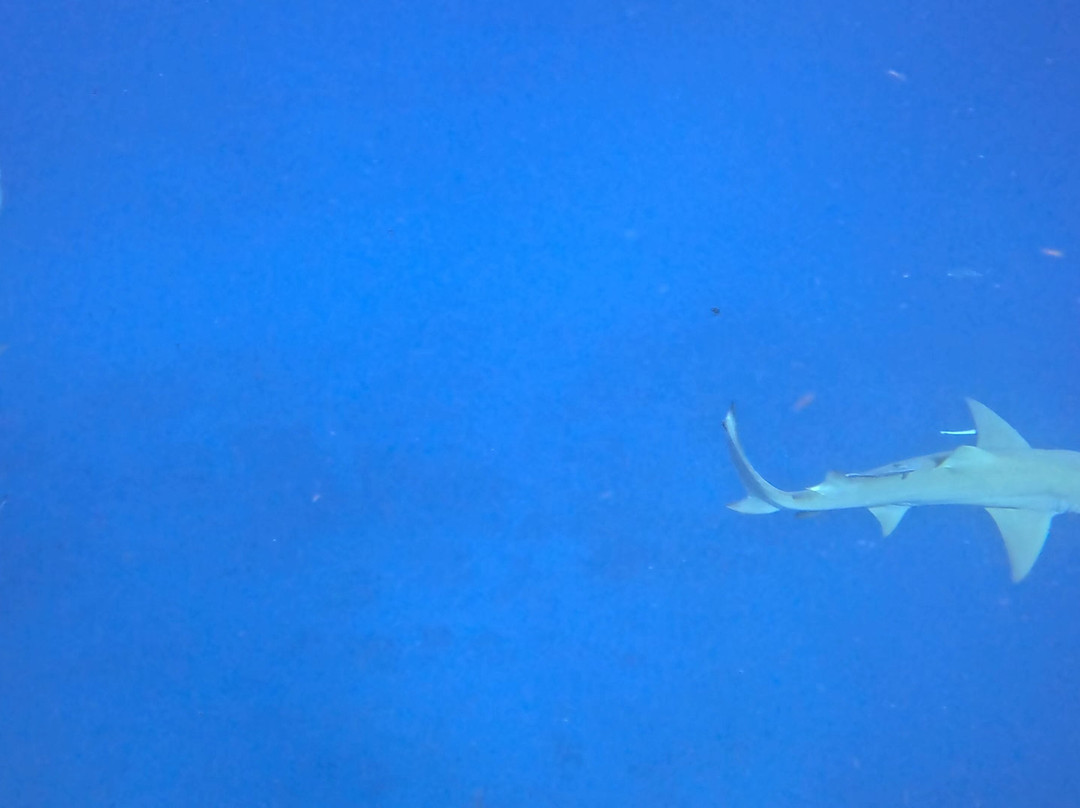 Jupiter Dive Center-朱庇特必去景点