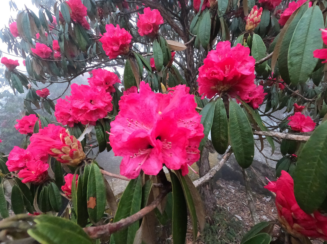 Varsey Rhododendron Sanctuary-West Sikkim必去景点