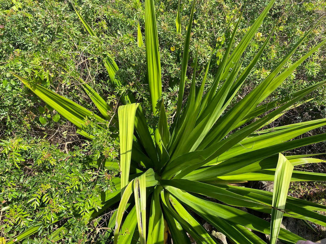 Ribeiro Beach-Bombinhas必去景点