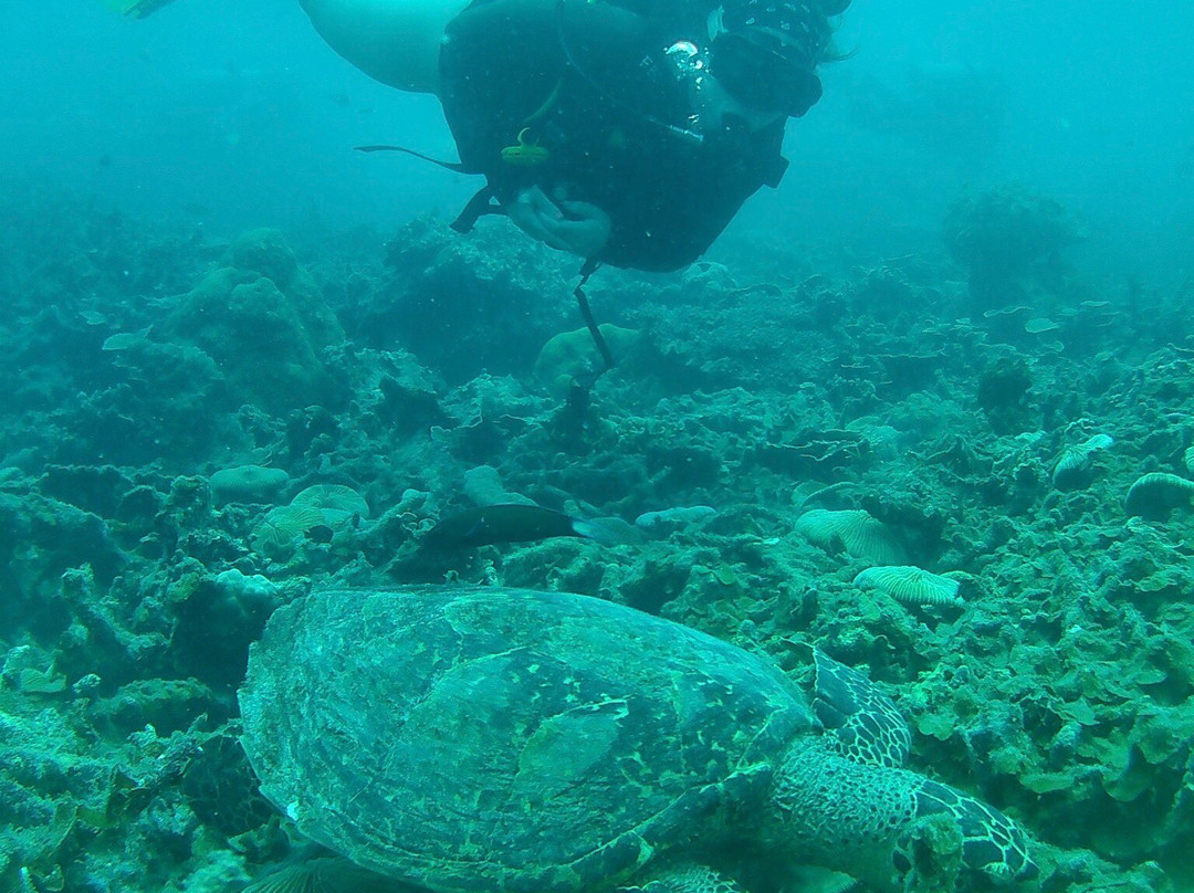 Flora Bay Divers - Perhentian-大停泊岛必去景点