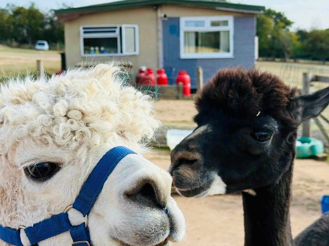 Severn Valley Alpacas-Bridgnorth必去景点