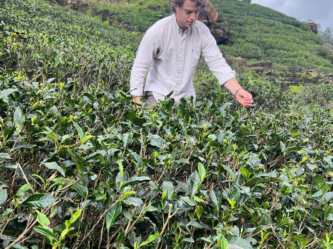 Nuwaraeliya Luxury Tours-奴娃拉伊利雅必去景点