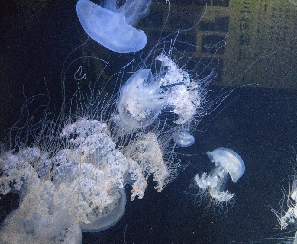 Tsuruoka City Kamo Aquarium-鹤冈市必去景点