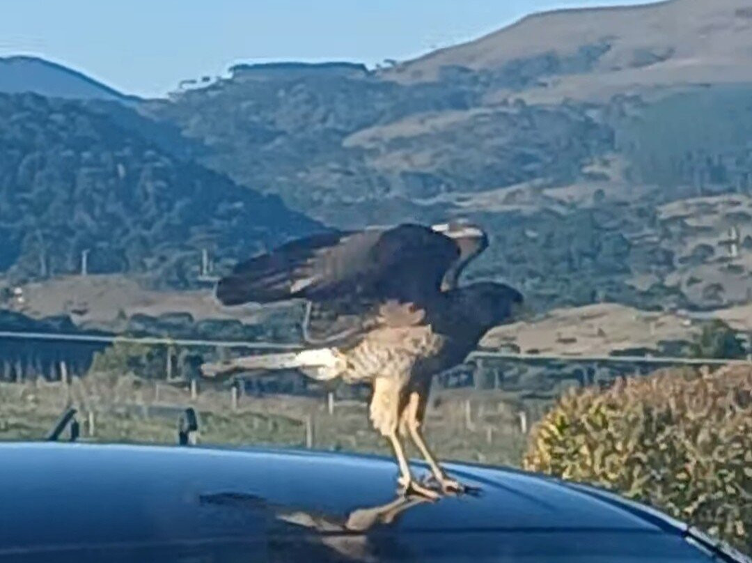 Vinhedos do Monte Agudo-Sao Joaquim必去景点