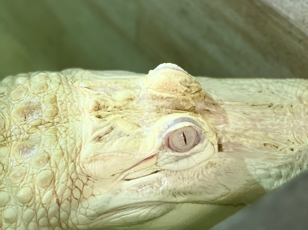 Krokodyli ZOO Protivin-Protivin必去景点
