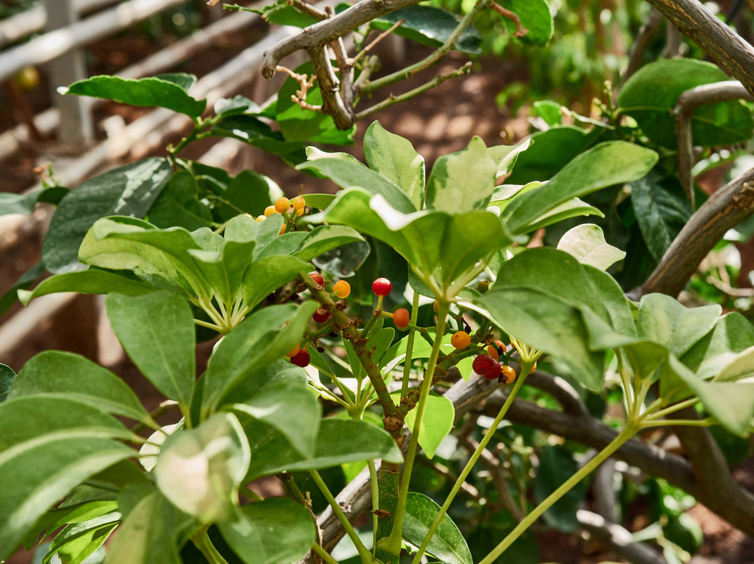 Lemonarium-乌法必去景点