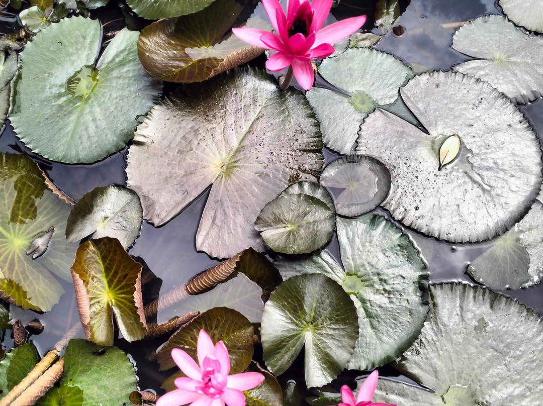 The Pench International's Jungle Water Park主图