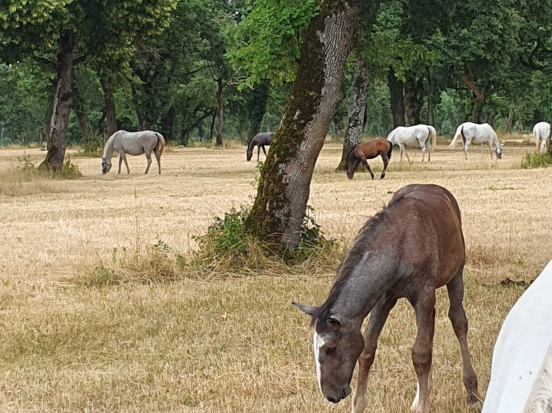 Lipica Stud Farm - Kobilarna Lipica-Lipica必去景点
