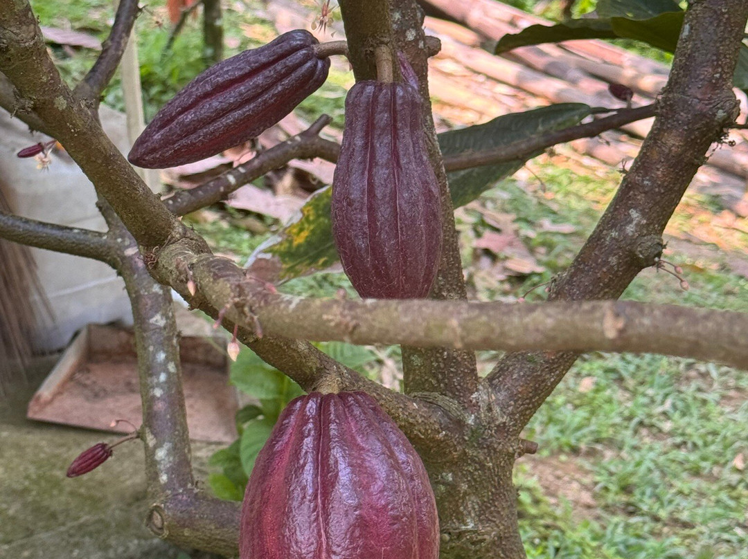 Cau Factory & Farm-达巴南必去景点