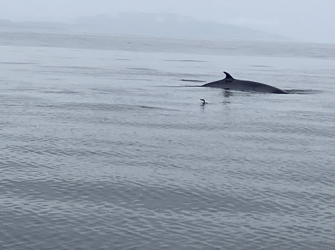 Hebridean Whale Cruises-盖尔洛赫必去景点