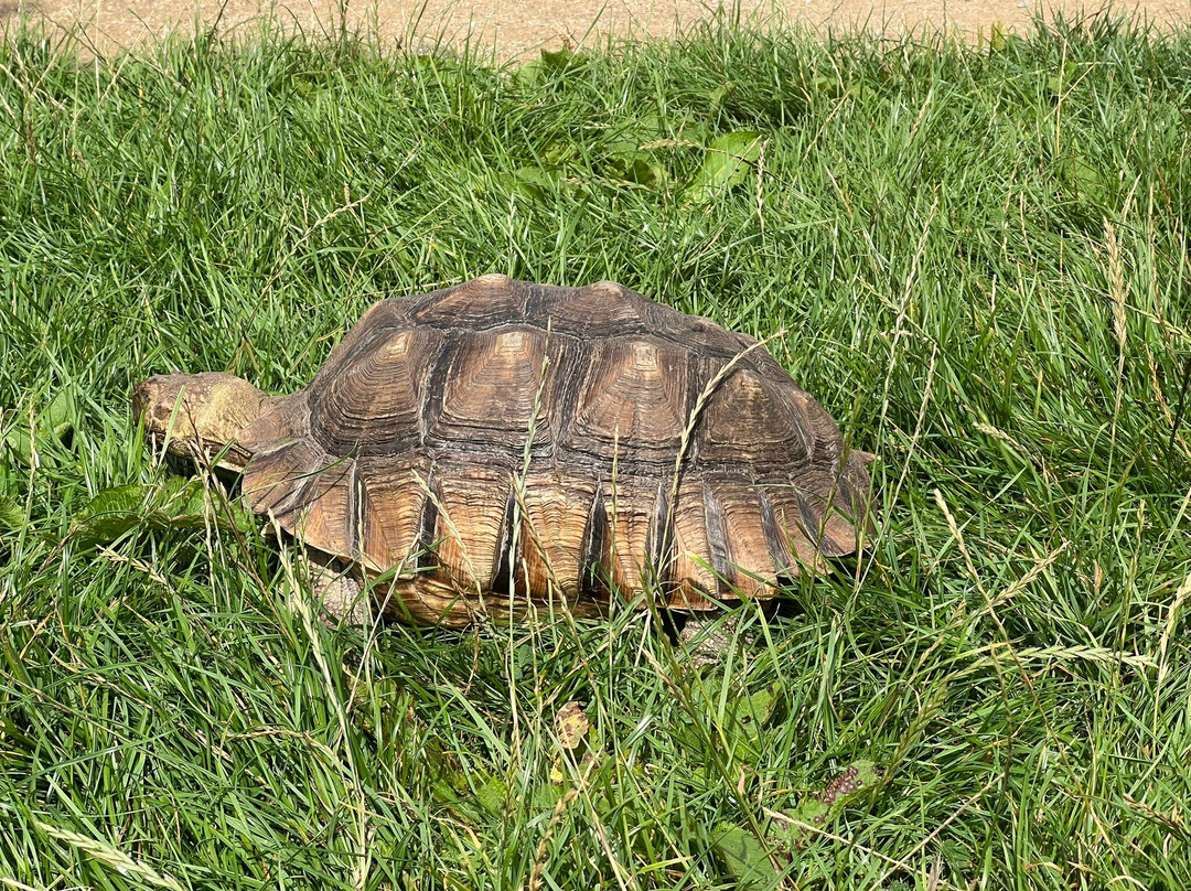 Burntwood Alpaca and Animal Experience-Burntwood必去景点