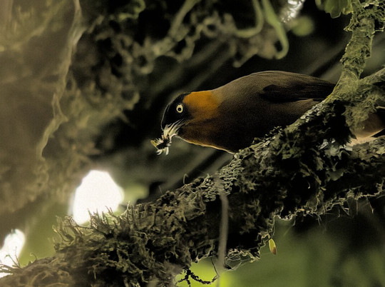 Birding and Educational Tours Rwanda-吉佳利必去景点