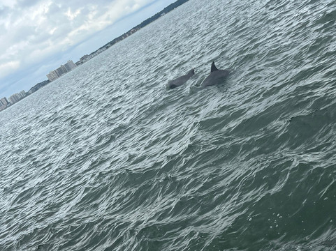 Myrtle Beach Dolphin Cruises-美特尔海滩必去景点
