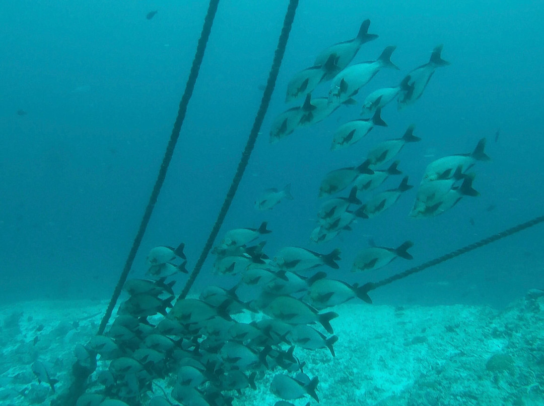 Werner Lau Diving Centers-菲利兹优岛必去景点