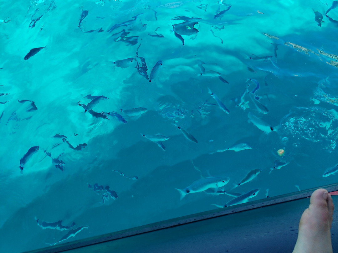 STAtropea-特罗佩阿必去景点