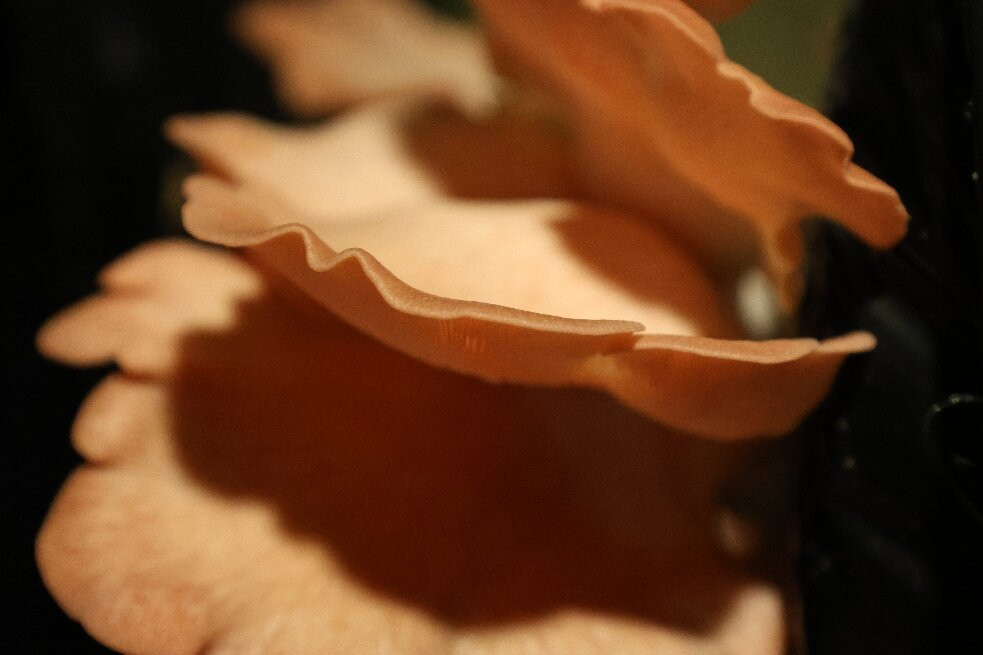 Musée du Champignon-梭缪尔必去景点