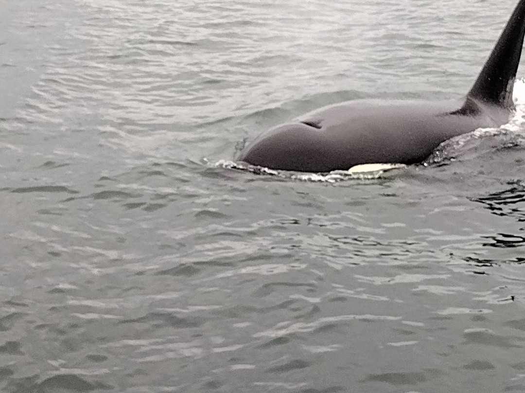 Glacier Wind Charters-胡纳必去景点